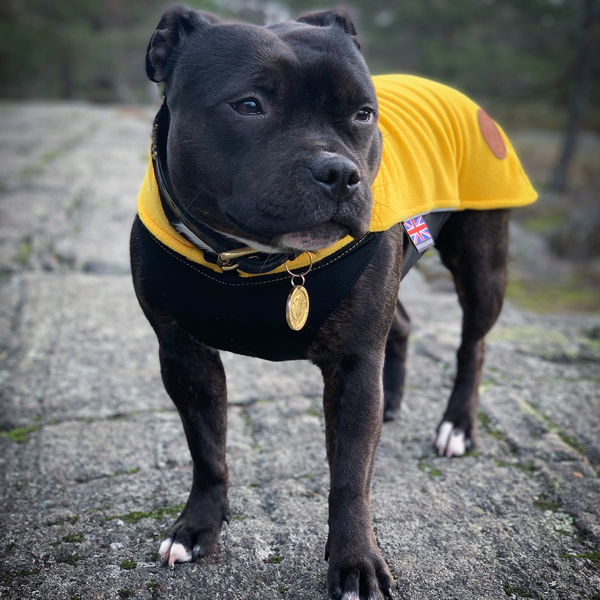 Fleece Coat - Yellow - Staffordshire Bull Terrier 1935