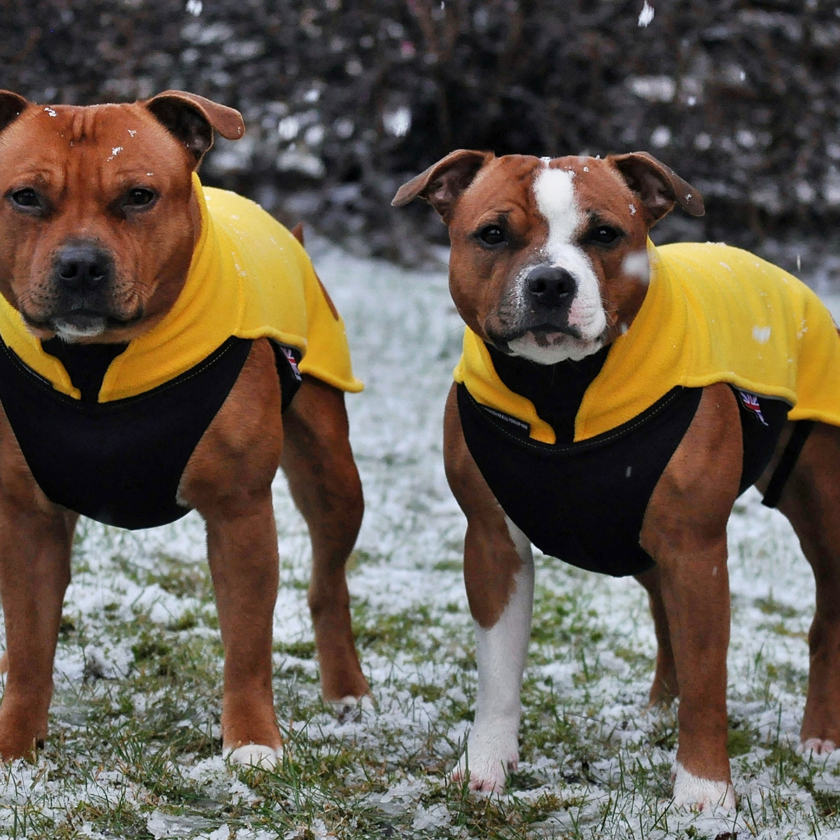 Fleece Coat - Yellow - Staffordshire Bull Terrier 1935