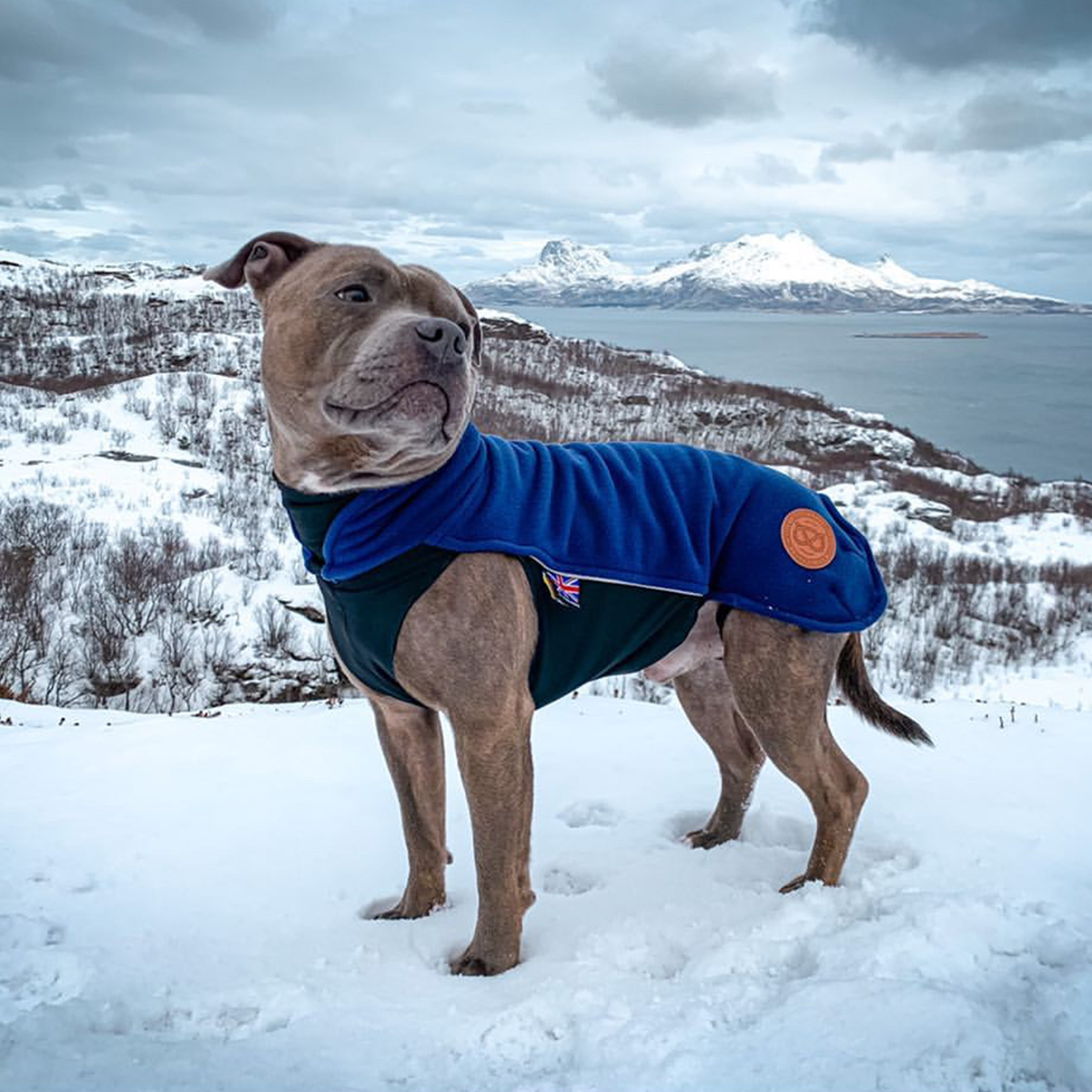 Fleece Coat - Navy Blue - Staffordshire Bull Terrier 1935