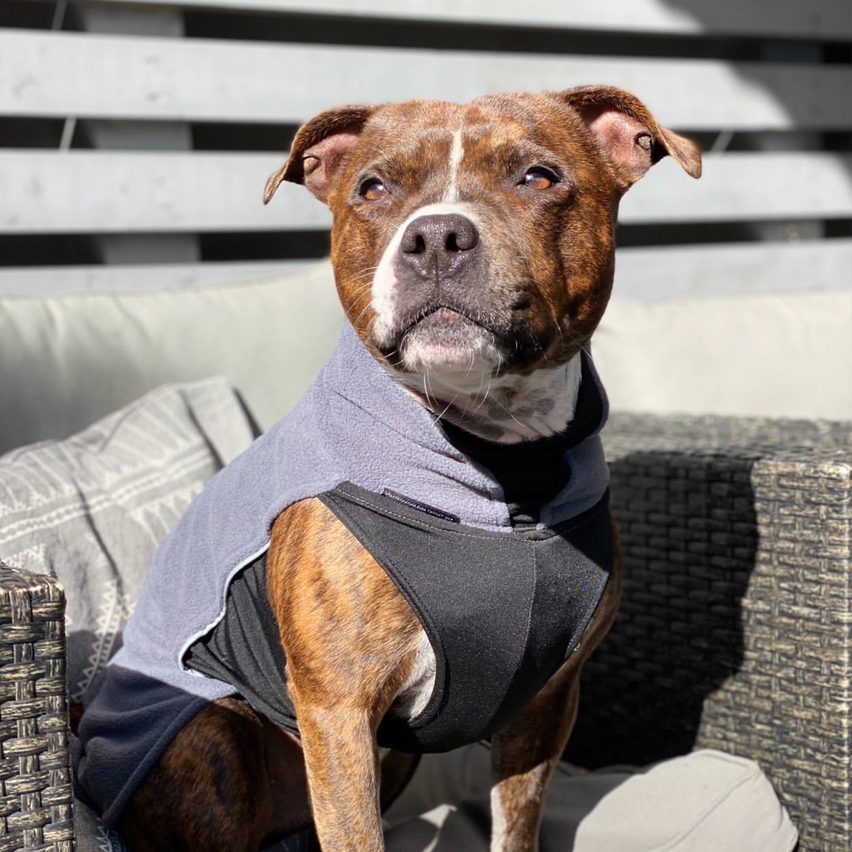 Fleece Coat - Grey - Staffordshire Bull Terrier 1935