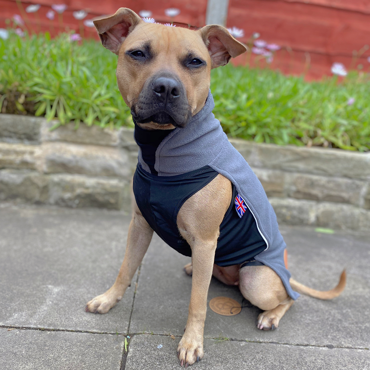 Fleece Coat - Grey - Staffordshire Bull Terrier 1935