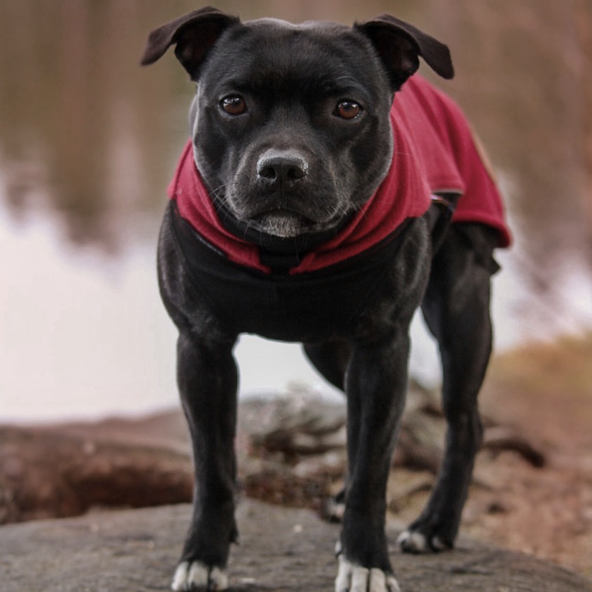 Fleece Coat - Burgundy - Staffordshire Bull Terrier 1935