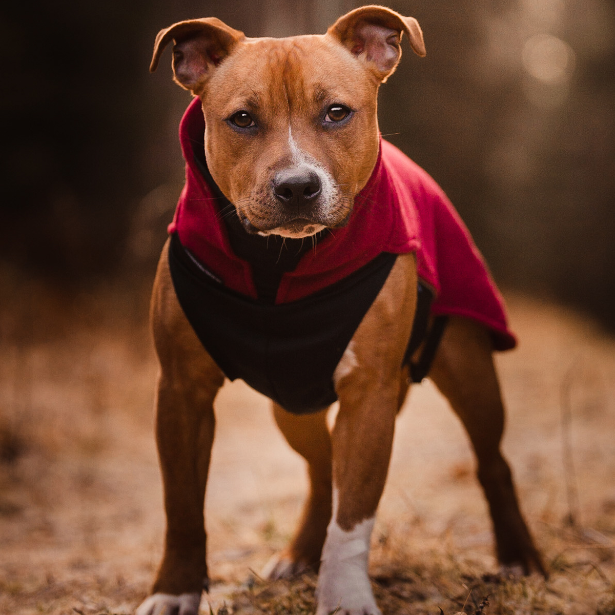 Fleece Coat - Burgundy - Staffordshire Bull Terrier 1935