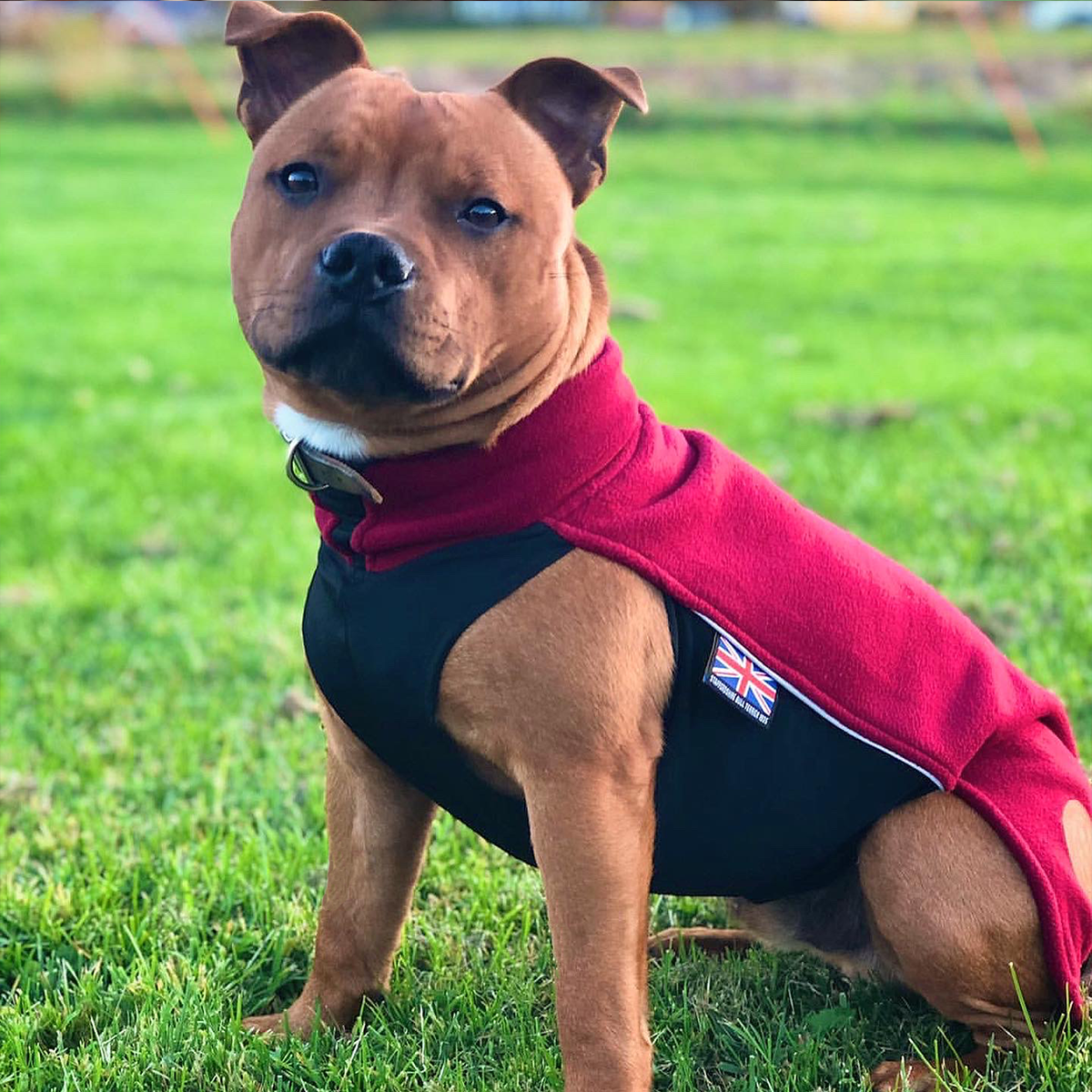 Fleece Coat - Burgundy - Staffordshire Bull Terrier 1935