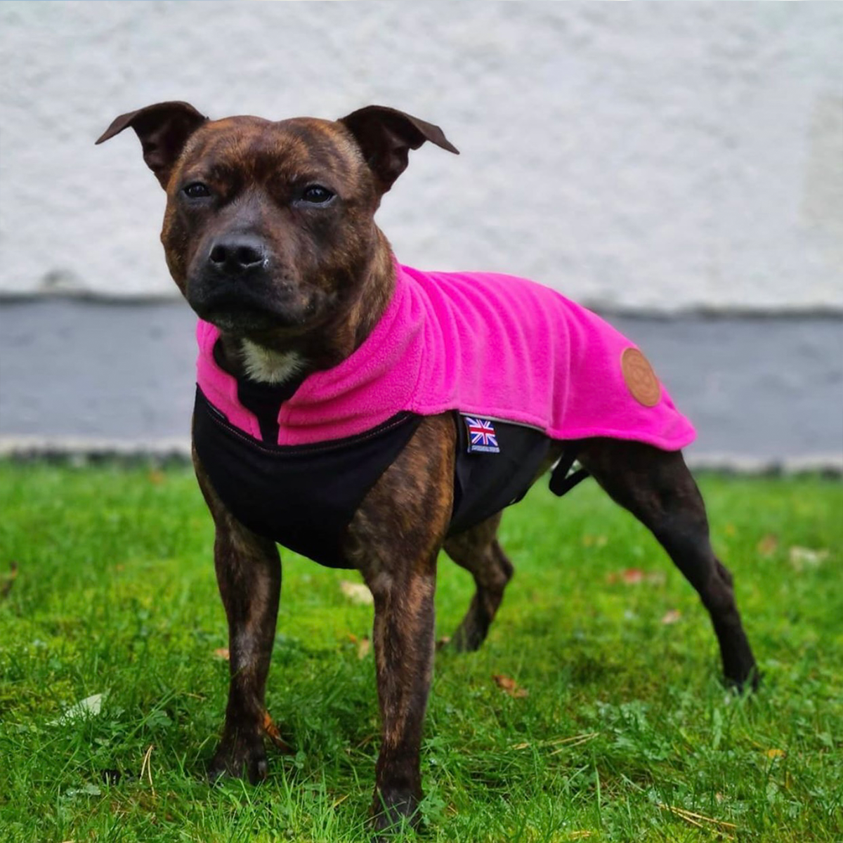 Fleece Coat Purple Staffordshire Bull Terrier cursos.svtfaculdade.edu.br