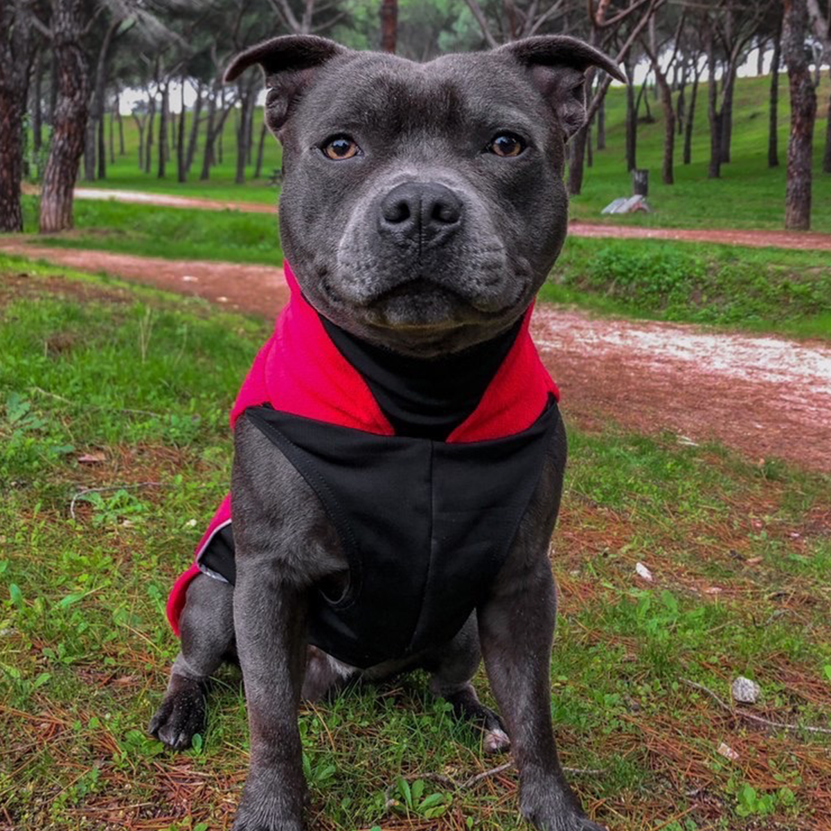 Fleece Coat - Red - Staffordshire Bull Terrier 1935