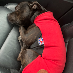 Fleece Coat - Red - Staffordshire Bull Terrier 1935