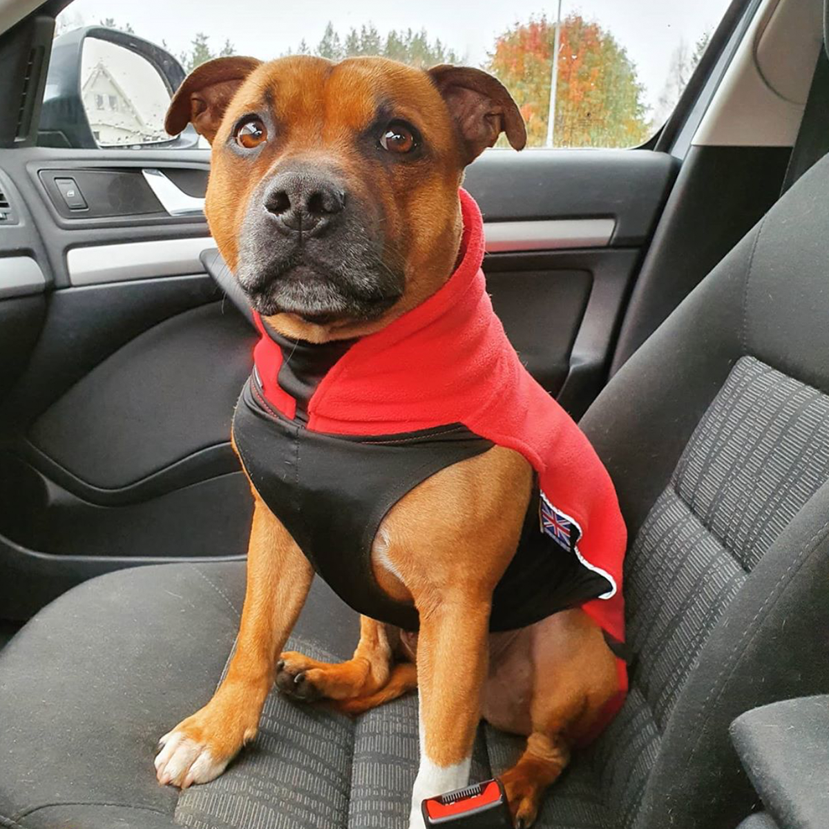 Fleece Coat - Red - Staffordshire Bull Terrier 1935