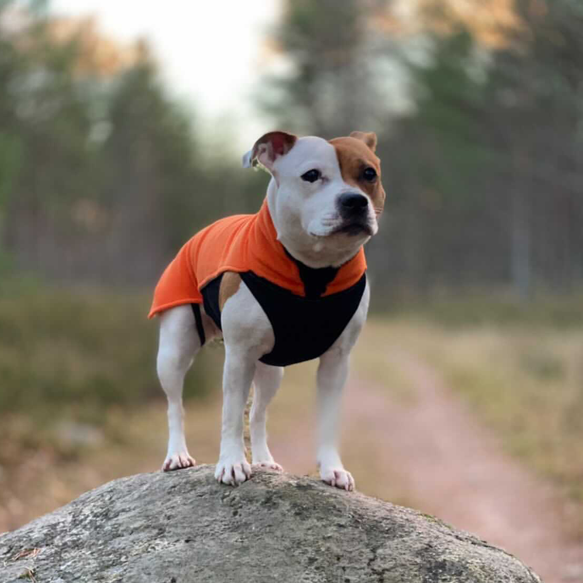 Fleece Coat - Orange - Staffordshire Bull Terrier 1935
