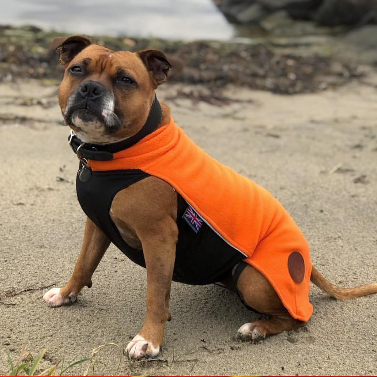 Fleece Coat - Orange - Staffordshire Bull Terrier 1935