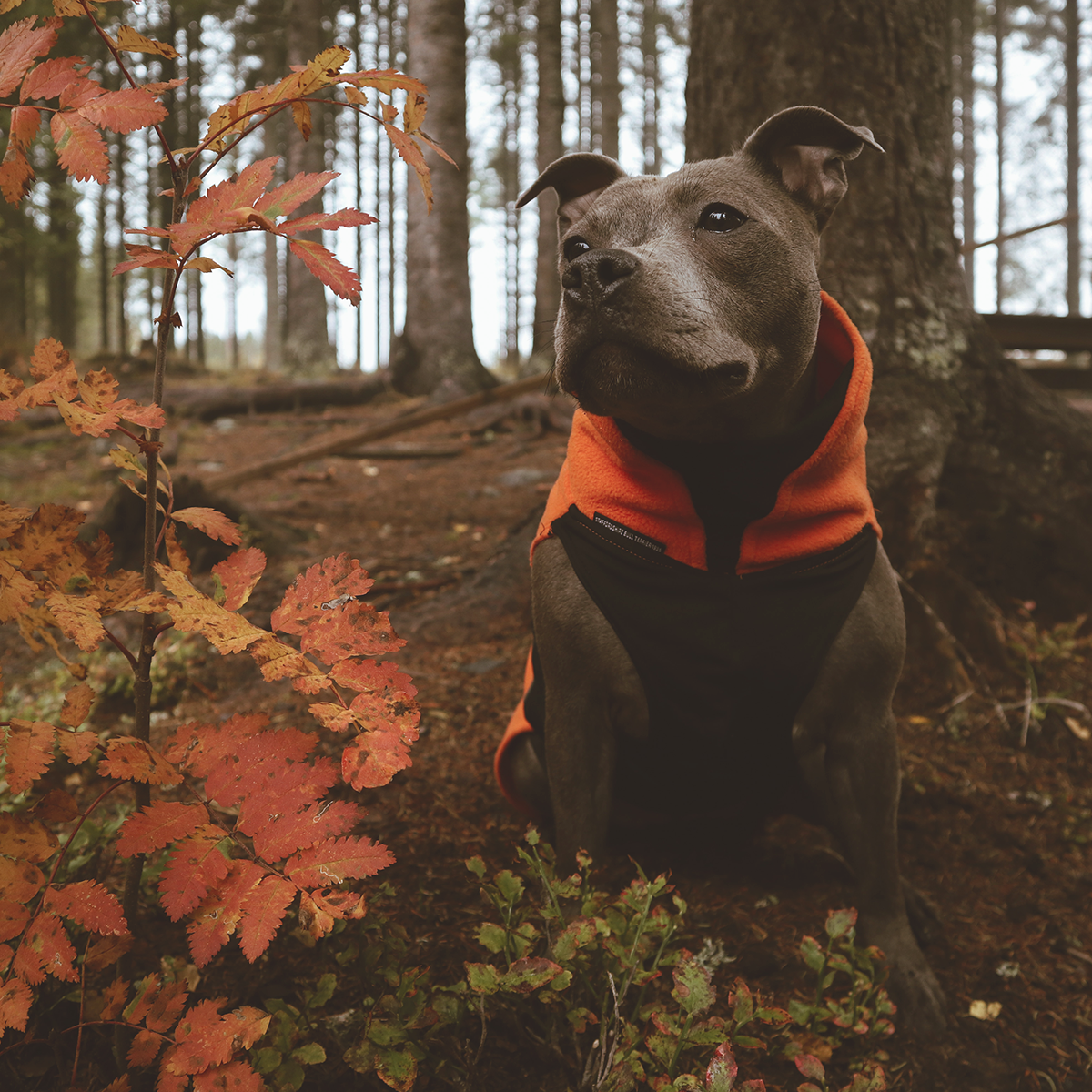 Fleece Coat - Orange - Staffordshire Bull Terrier 1935