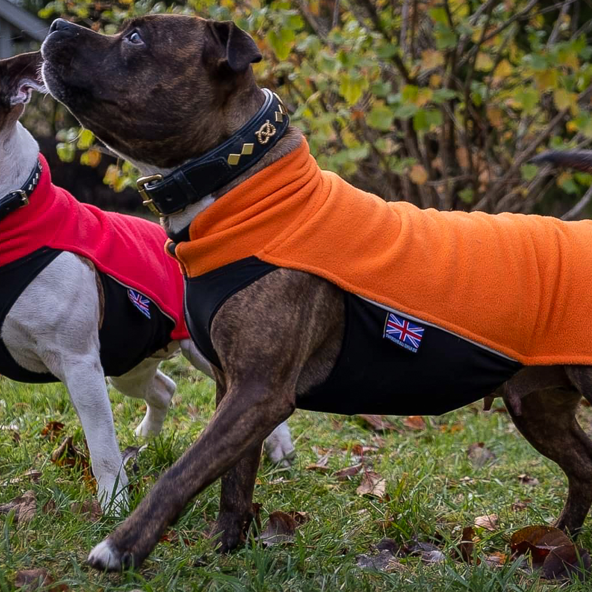 Fleece Coat - Orange - Staffordshire Bull Terrier 1935