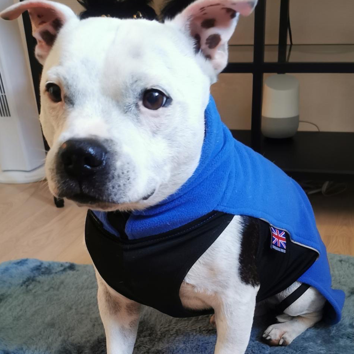 Fleece Coat - Royal Blue - Staffordshire Bull Terrier 1935