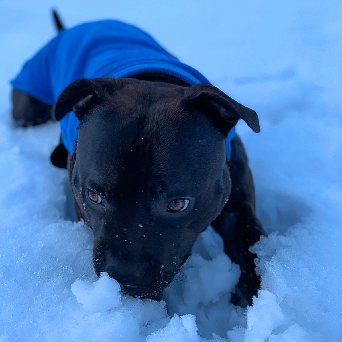 Fleece Coat - Royal Blue - Staffordshire Bull Terrier 1935