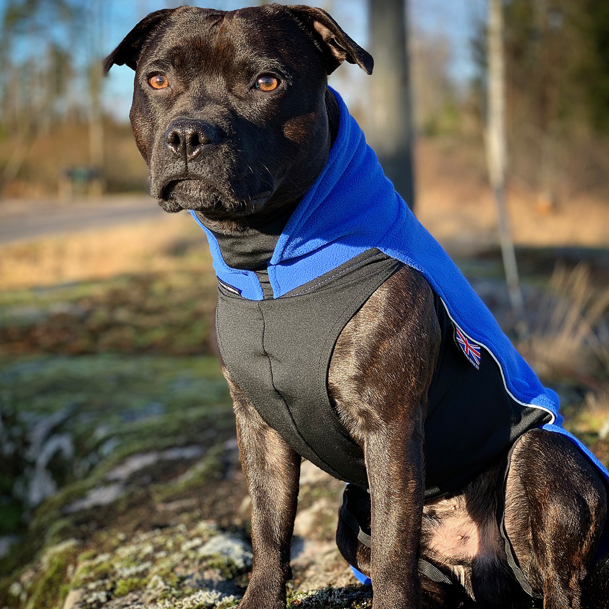 Fleece Coat - Royal Blue - Staffordshire Bull Terrier 1935