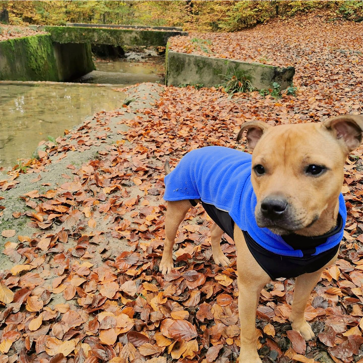 Fleece Coat - Royal Blue - Staffordshire Bull Terrier 1935