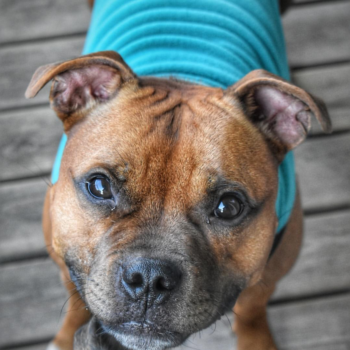 Fleece Coat - Royal Blue - Staffordshire Bull Terrier 1935