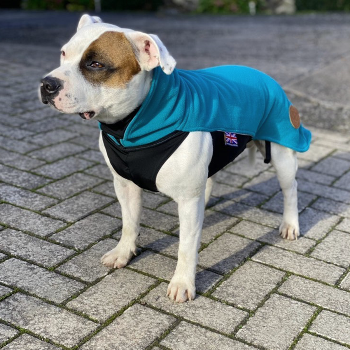 Fleece Coat - Petrol - Staffordshire Bull Terrier 1935