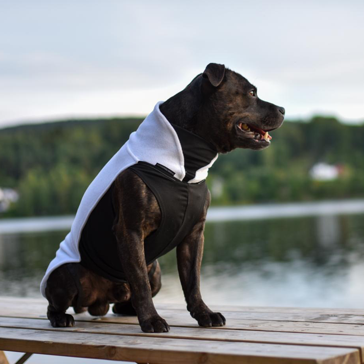 Fleecetäcke - Vit - Staffordshire Bull Terrier 1935