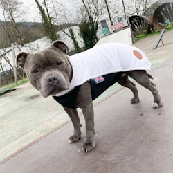 Fleece Coat - White - Staffordshire Bull Terrier 1935