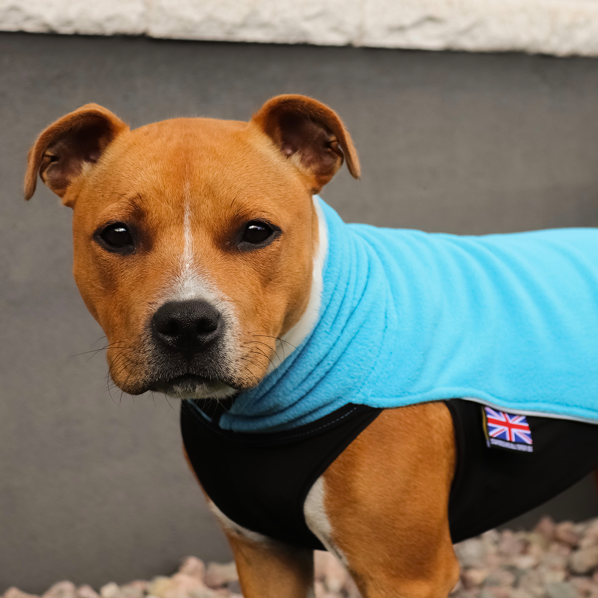 Fleece Coat - Coral Blue - Staffordshire Bull Terrier 1935