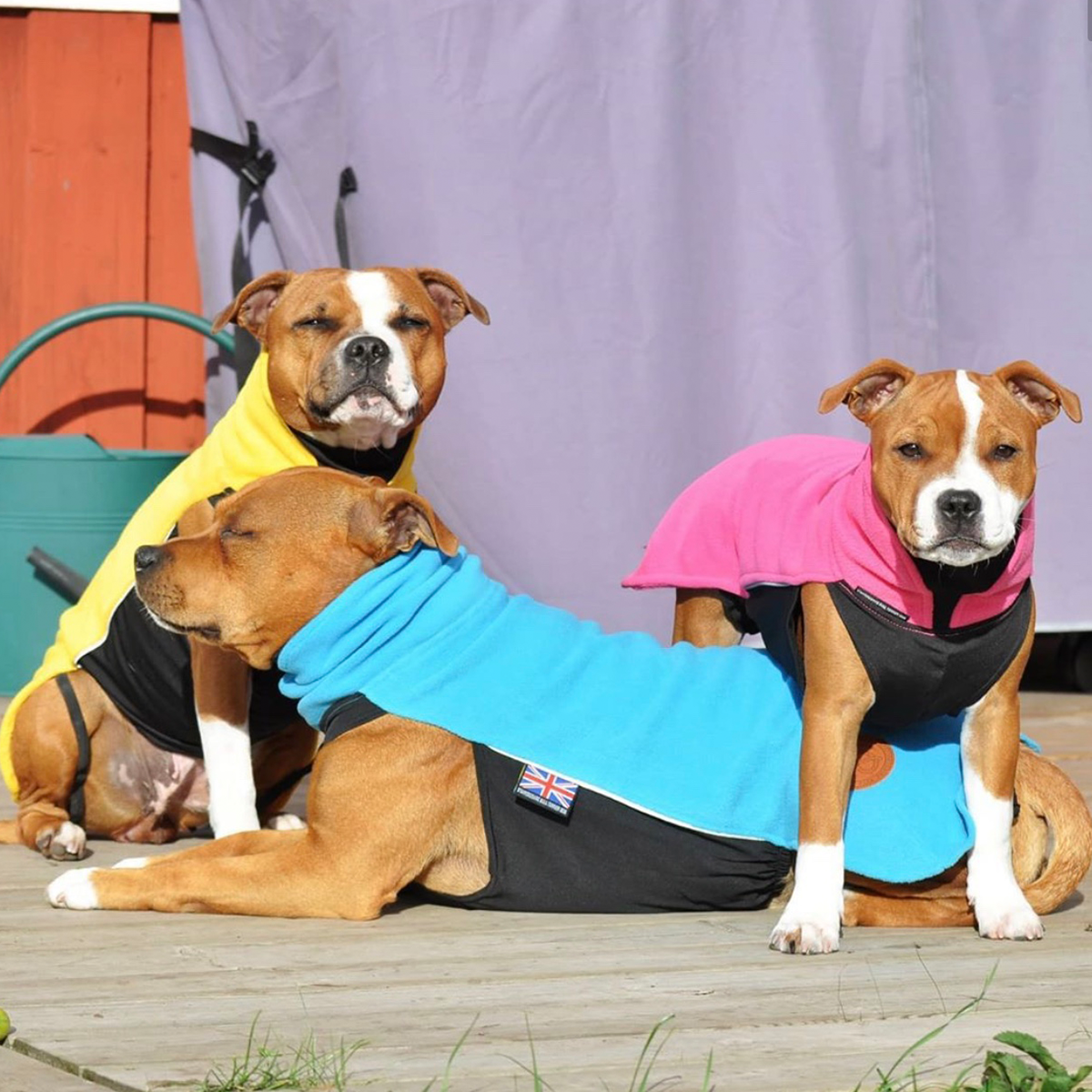 Fleece Coat - Coral Blue - Staffordshire Bull Terrier 1935