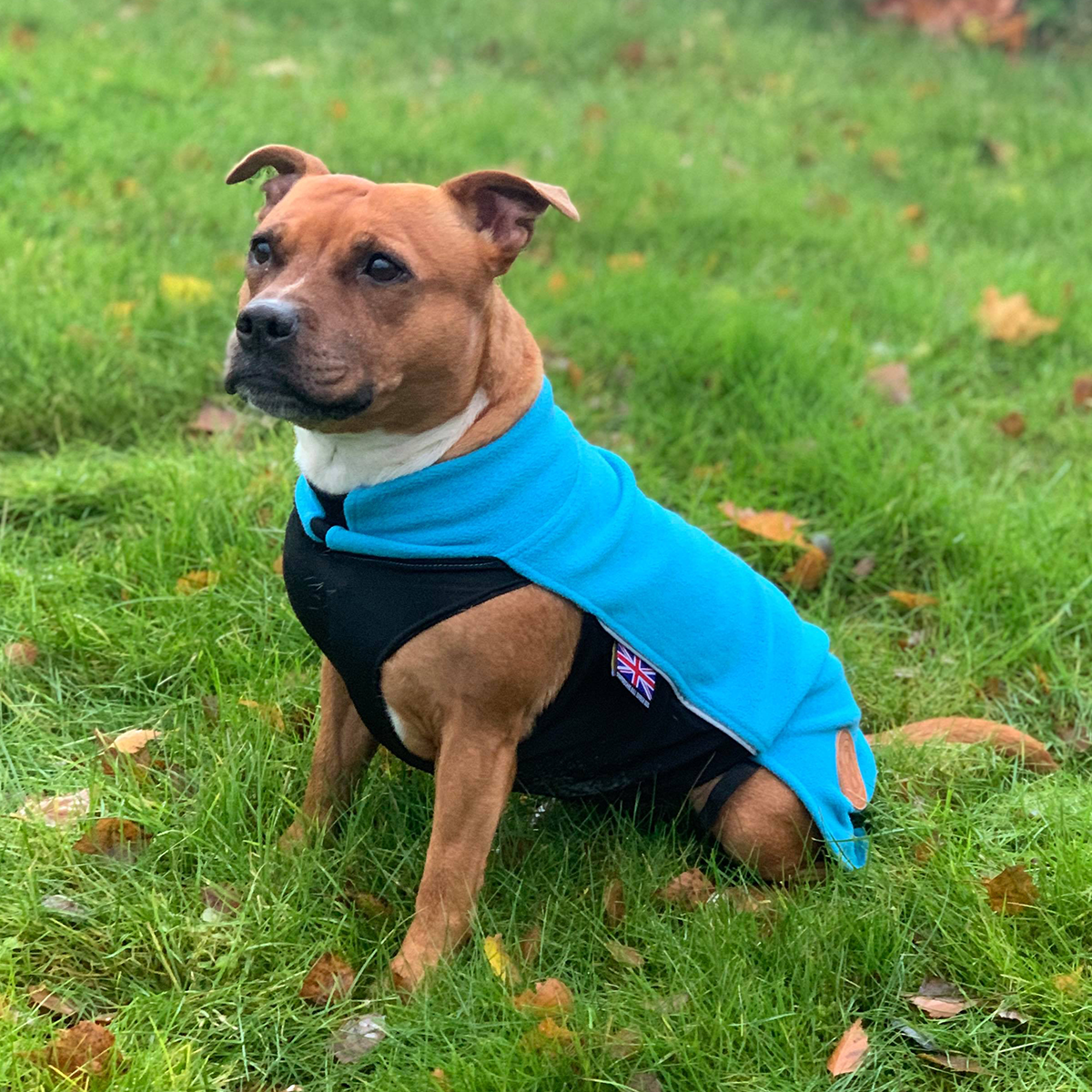 Fleece Coat - Coral Blue - Staffordshire Bull Terrier 1935