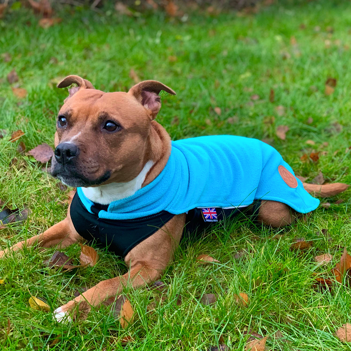 Fleece Coat - Coral Blue - Staffordshire Bull Terrier 1935