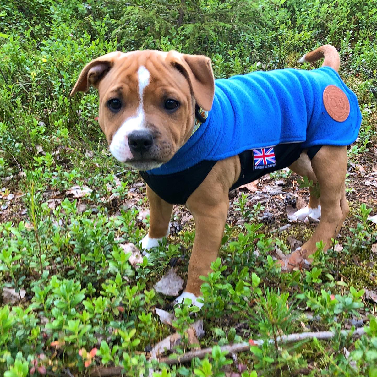 Fleece Coat - Puppy Size - Staffordshire Bull Terrier 1935