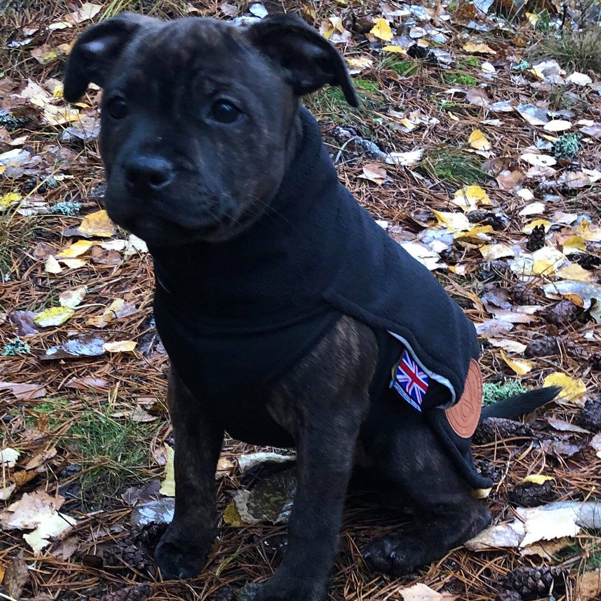 Fleece Coat - Puppy Size - Staffordshire Bull Terrier 1935