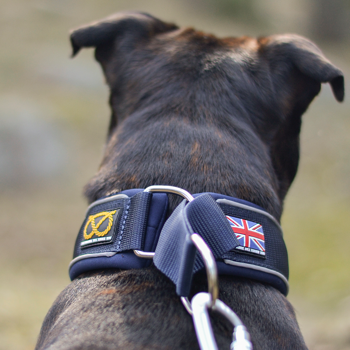 Staffordshire Bull Terrier Martingale Collar