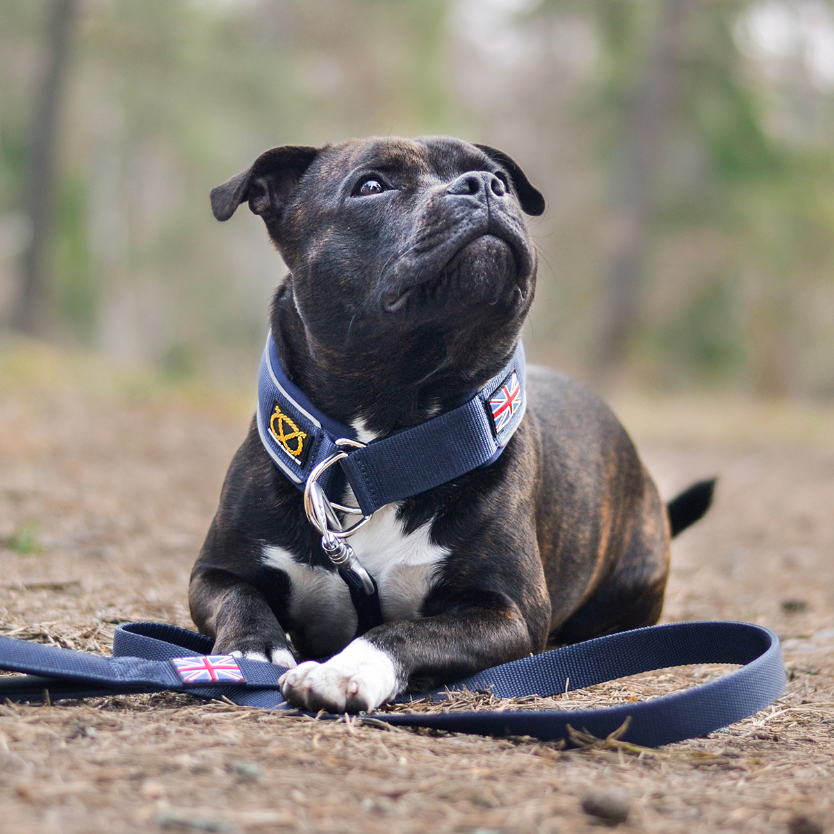 Staffordshire Bull Terrier Martingale Collar