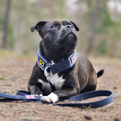 Martingale Collar - Navy Blue - Staffordshire Bull Terrier 1935
