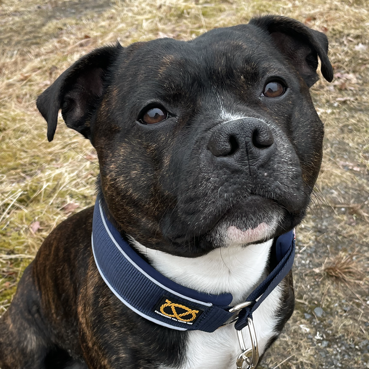 Martingale Collar - Navy Blue - Staffordshire Bull Terrier 1935