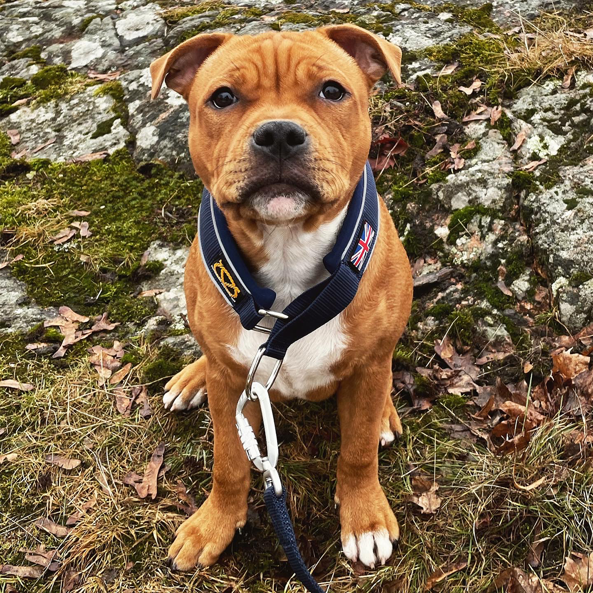 Martingale Collar - Navy Blue - Staffordshire Bull Terrier 1935