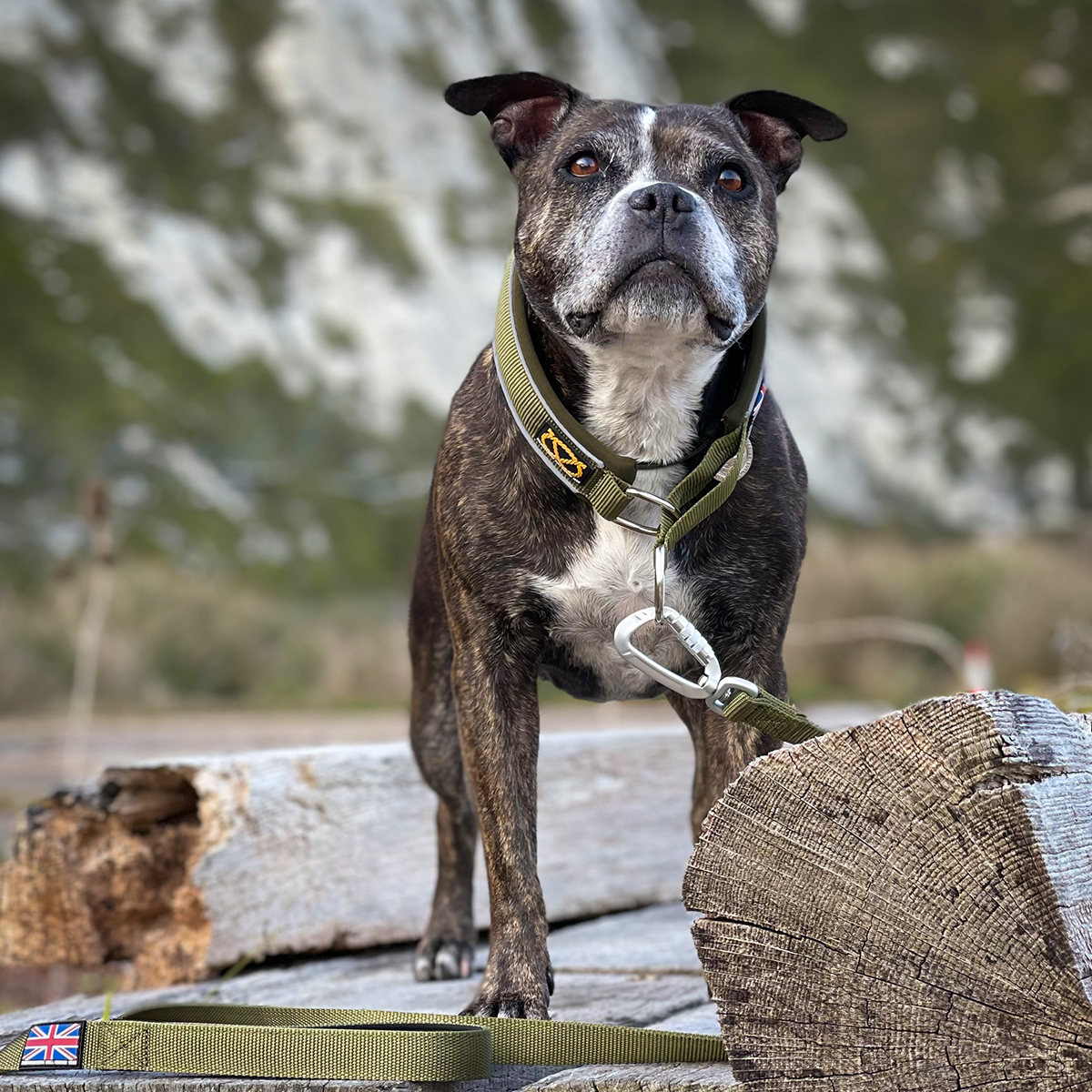 Martingale Collar - Green - Staffordshire Bull Terrier 1935