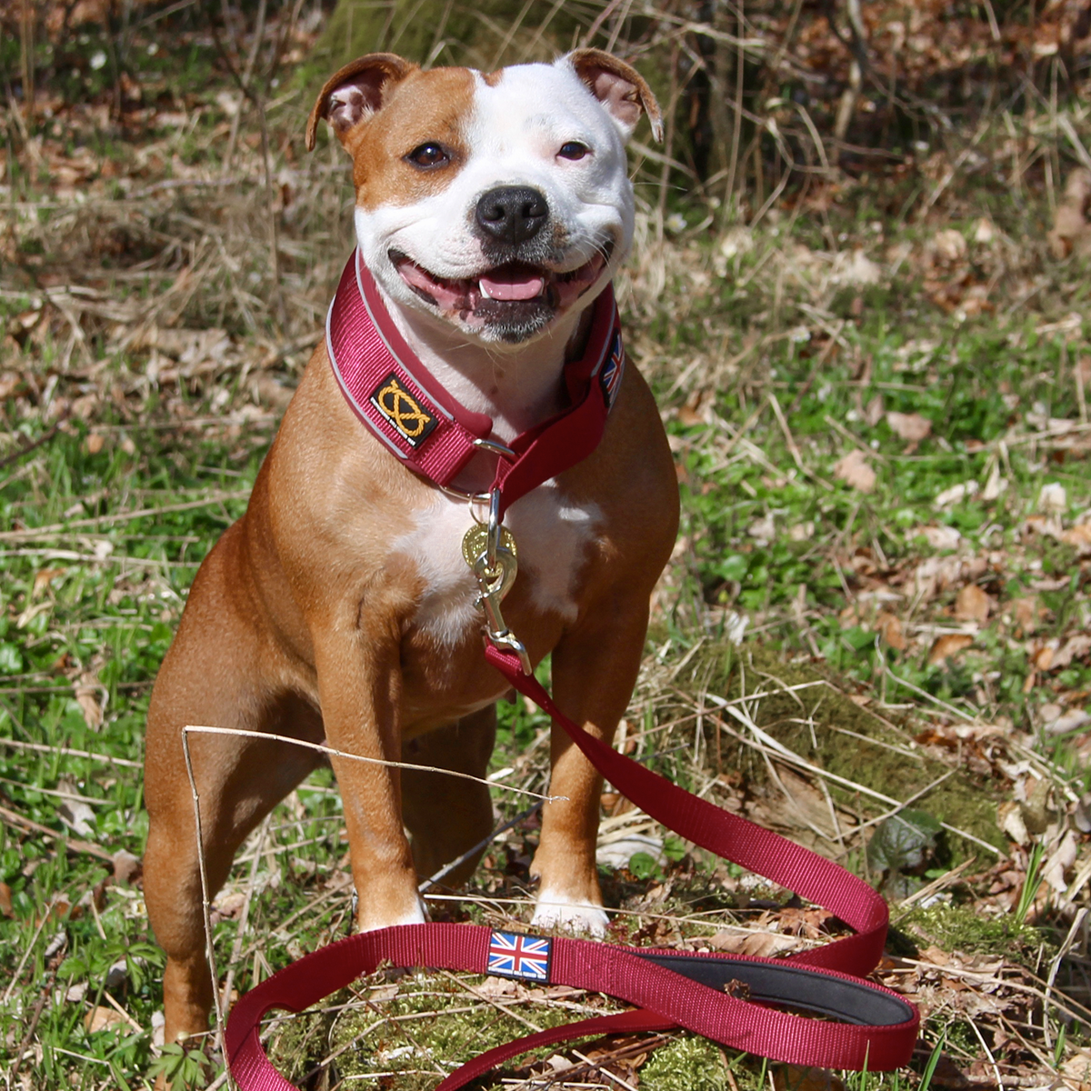 Martingale Collar - Burgundy - Staffordshire Bull Terrier 1935