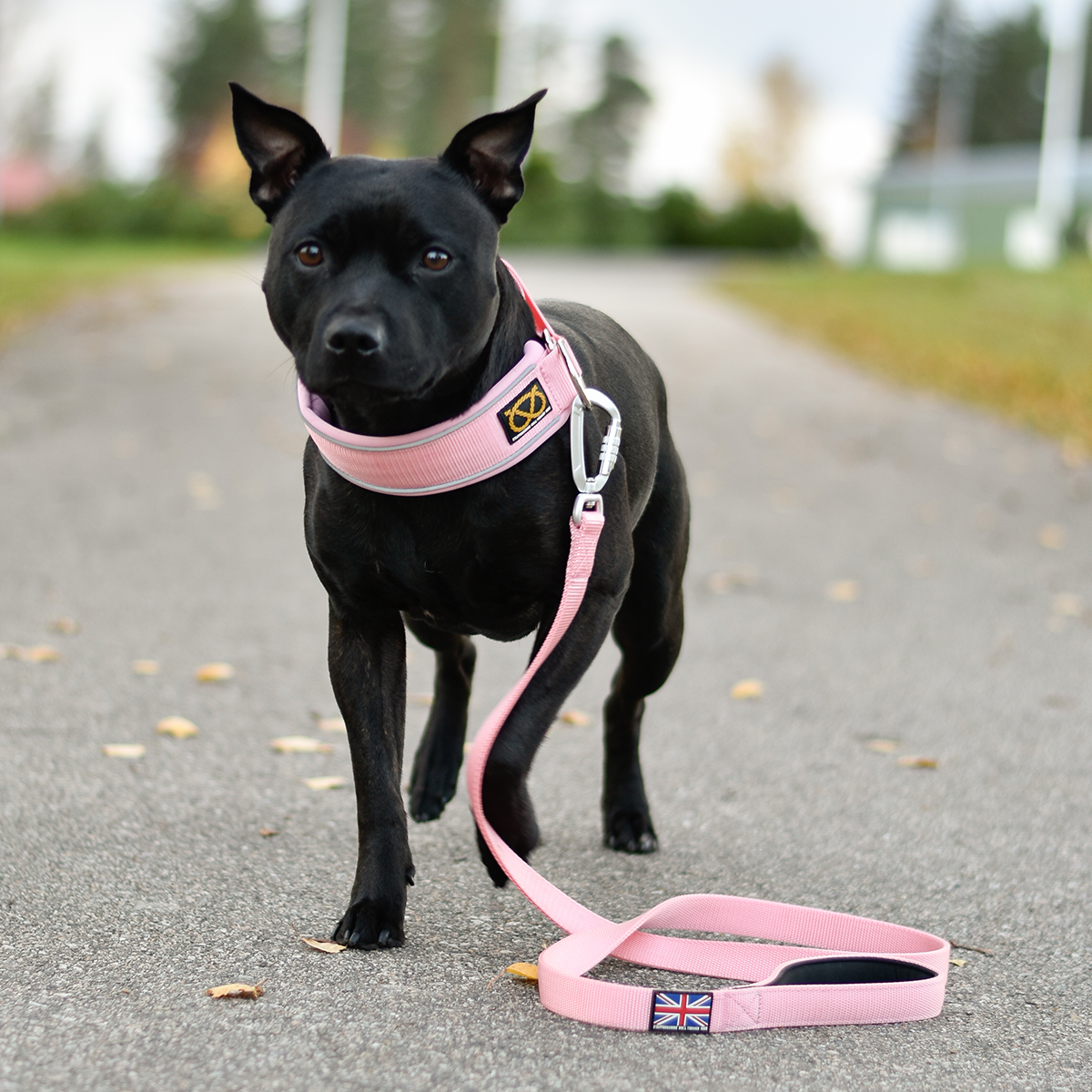 Martingale Collar - Baby Pink - Staffordshire Bull Terrier 1935
