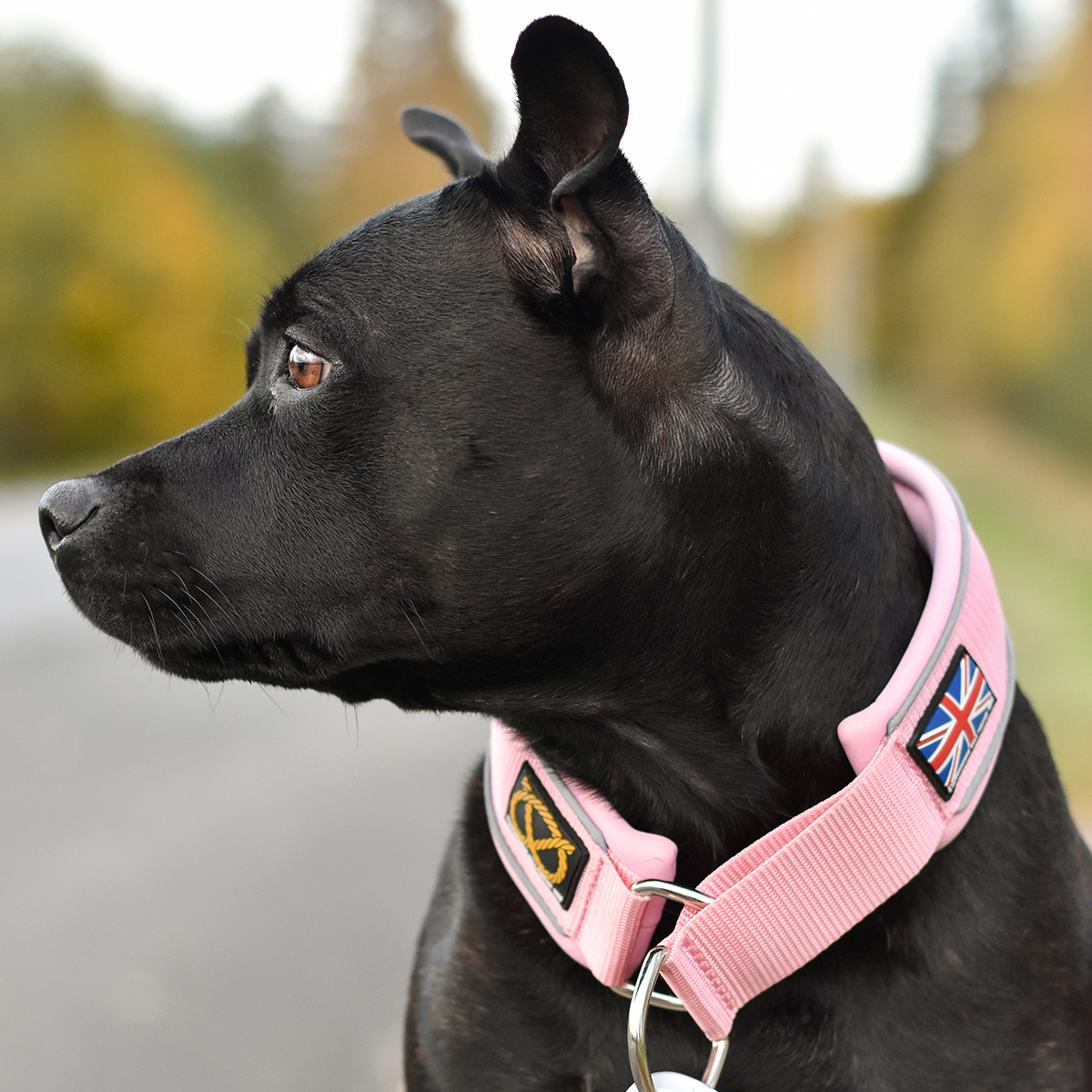 Martingale Collar - Baby Pink - Staffordshire Bull Terrier 1935