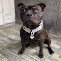 Martingale Collar - Grey - Staffordshire Bull Terrier 1935