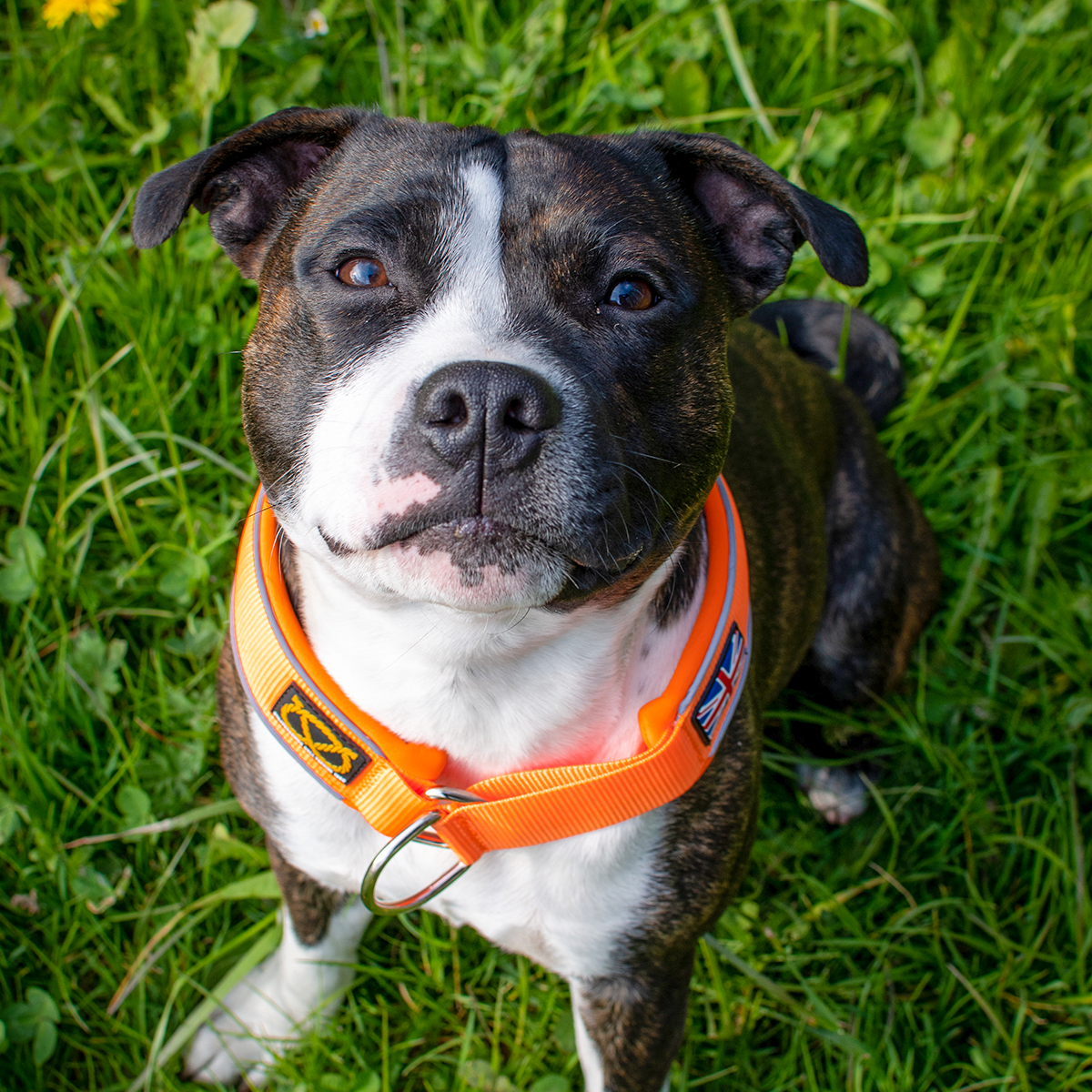 Martingale Collar - Orange - Staffordshire Bull Terrier 1935