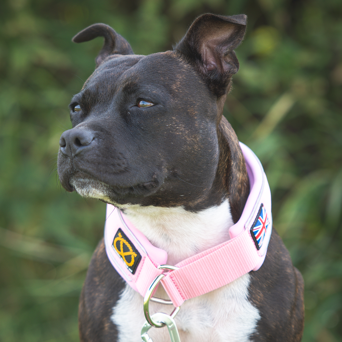 Martingale Collar - Baby Pink - Staffordshire Bull Terrier 1935
