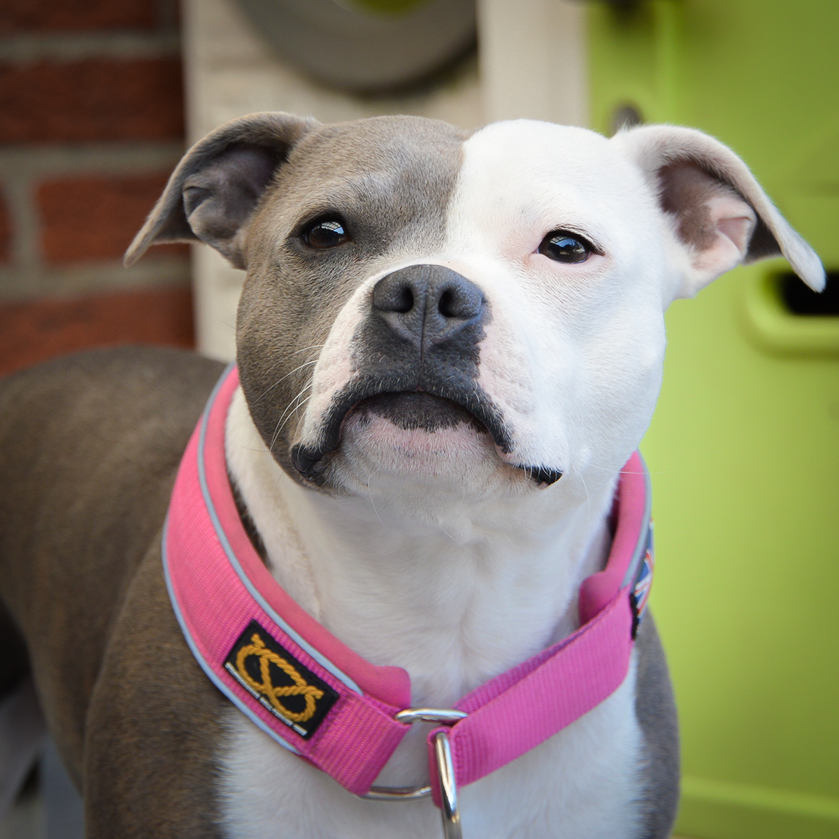 Martingale Collar - Fuchsia - Staffordshire Bull Terrier 1935