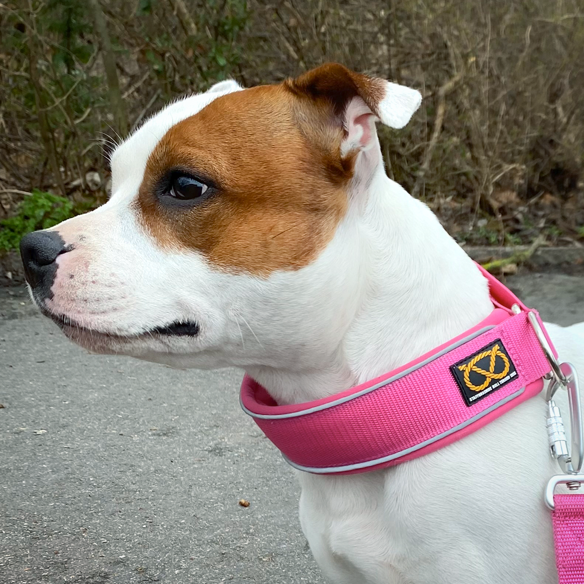 Martingale Collar - Fuchsia - Staffordshire Bull Terrier 1935