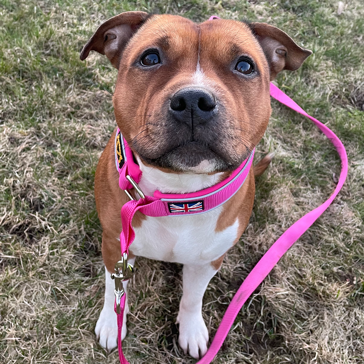 Martingale Collar - Fuchsia - Staffordshire Bull Terrier 1935