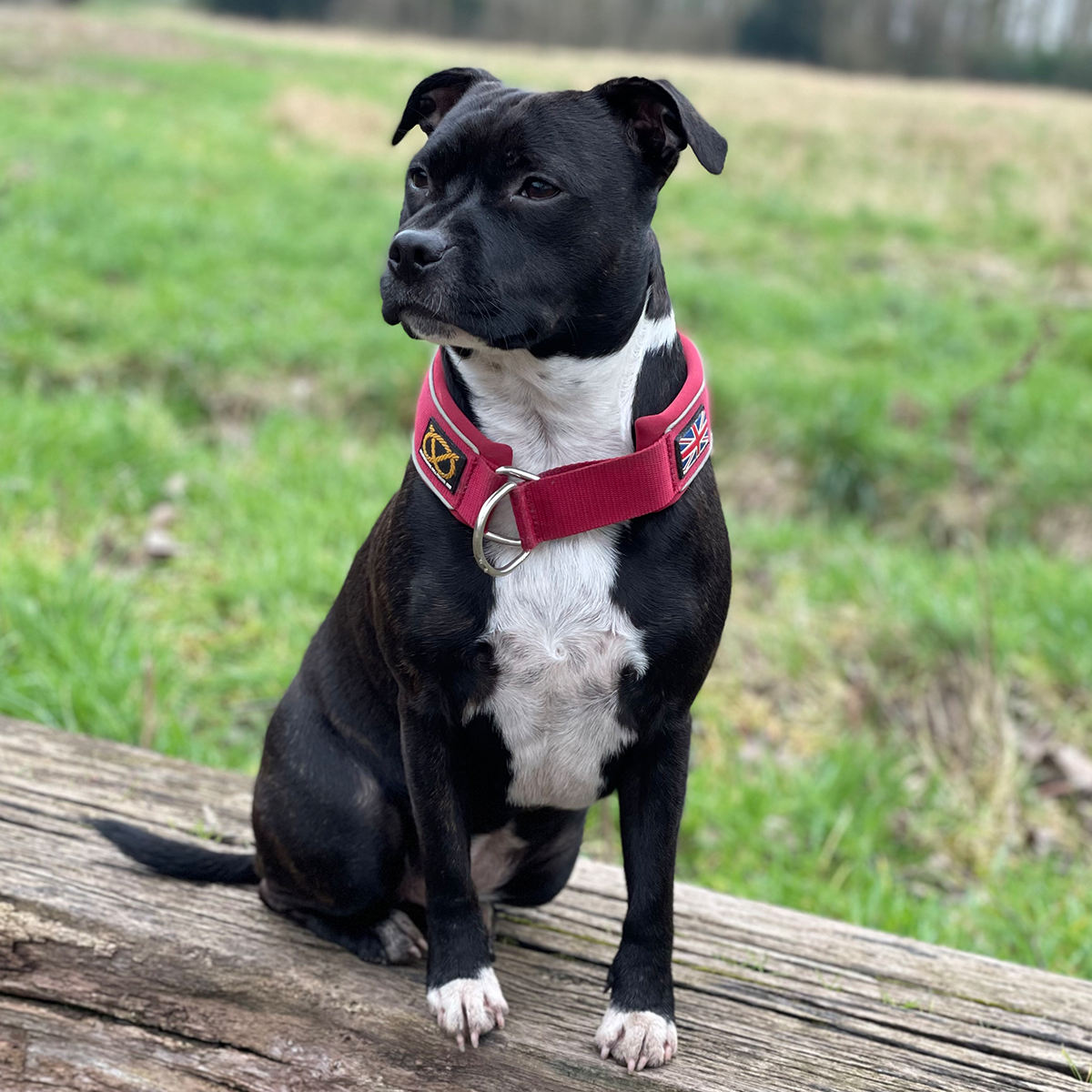 Martingale Collar - Burgundy - Staffordshire Bull Terrier 1935