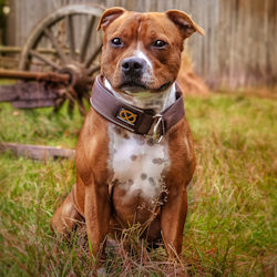 Martingale Collar - Chocolate - Staffordshire Bull Terrier 1935