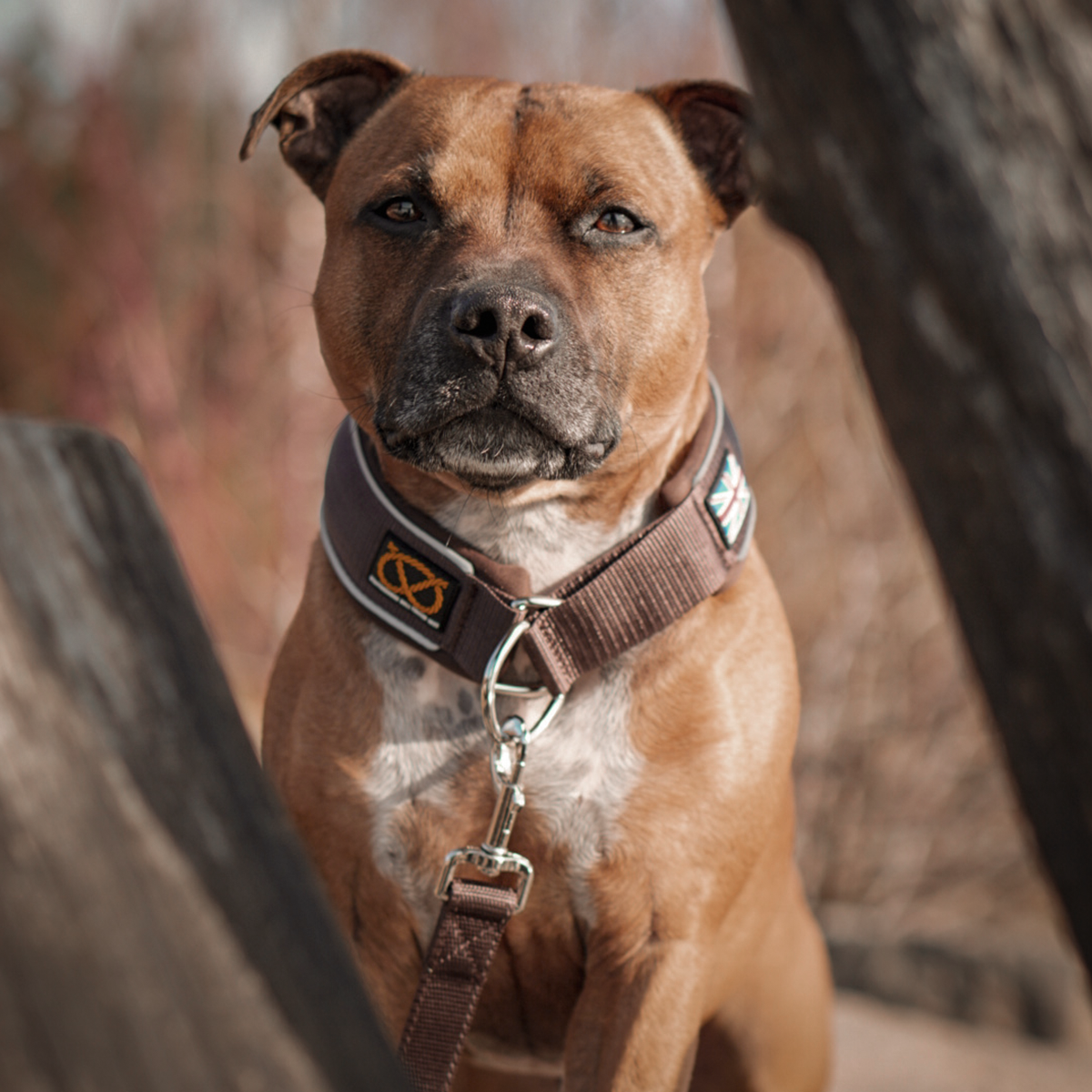 Martingale Collar - Chocolate - Staffordshire Bull Terrier 1935