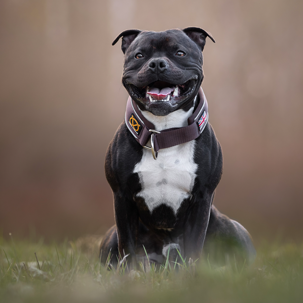 Martingale Collar - Chocolate - Staffordshire Bull Terrier 1935