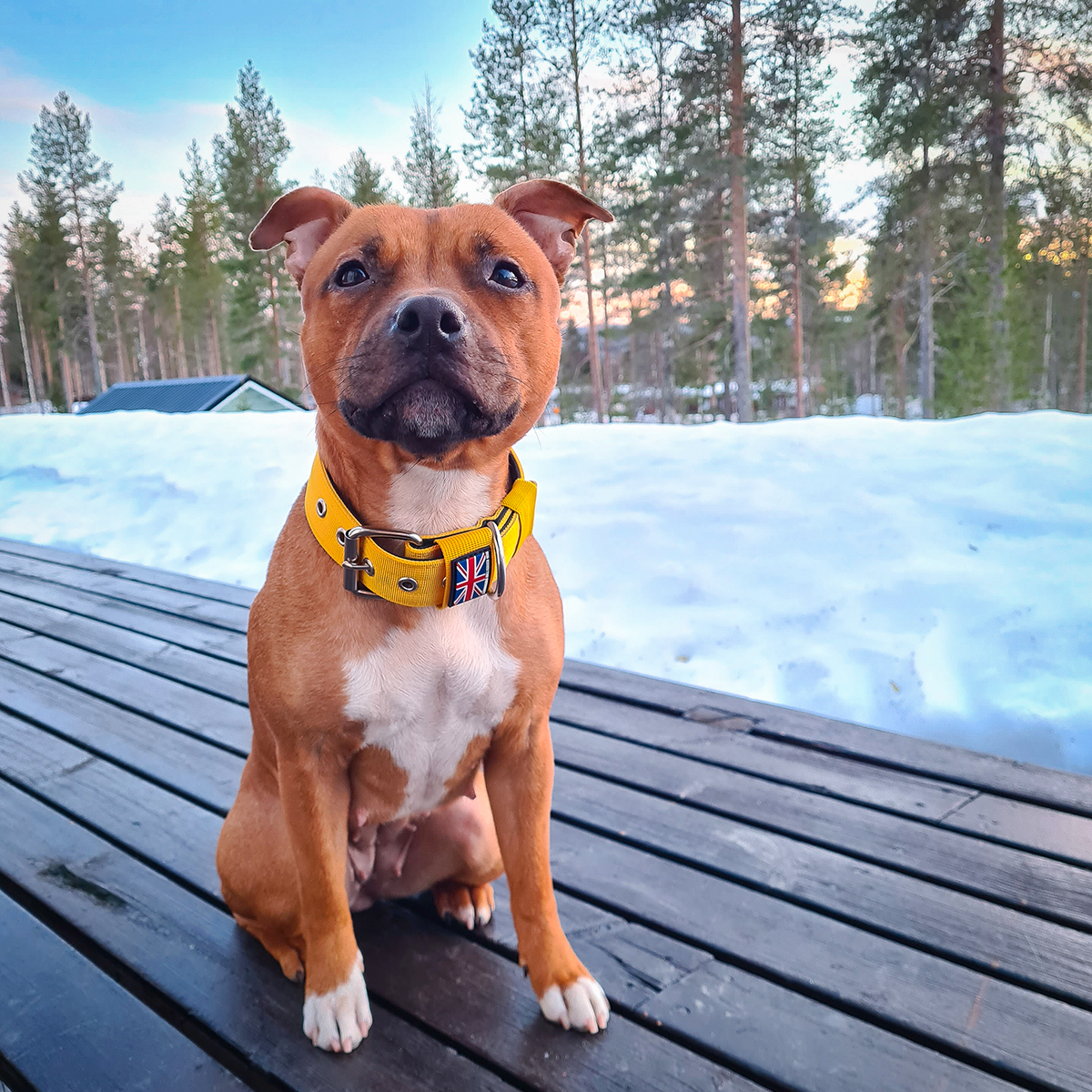 Nylon Collar - Yellow - Staffordshire Bull Terrier 1935